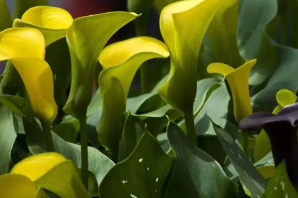 马蹄莲的花语，寓意幸福纯洁、尊敬等