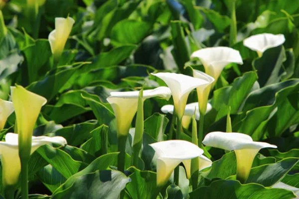 马蹄莲的花语，寓意幸福纯洁、尊敬等