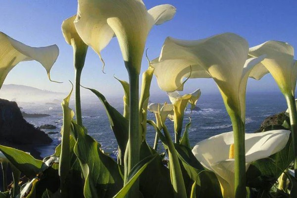 马蹄莲的花语，寓意幸福纯洁、尊敬等