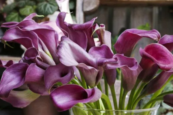 马蹄莲的花语，寓意幸福纯洁、尊敬等