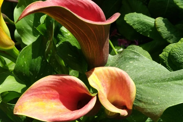 马蹄莲的花语，寓意幸福纯洁、尊敬等