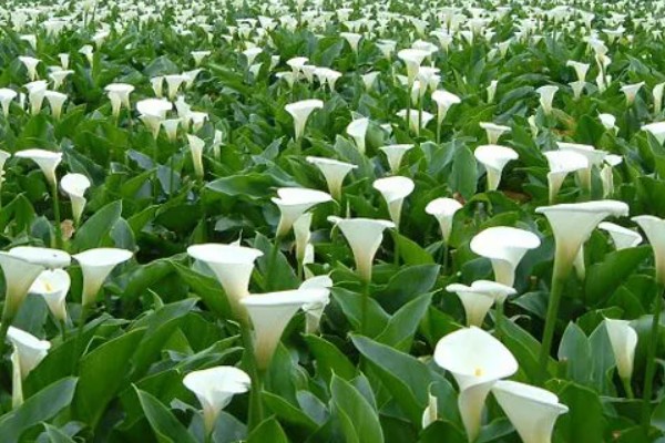 马蹄莲的花语，寓意幸福纯洁、尊敬等