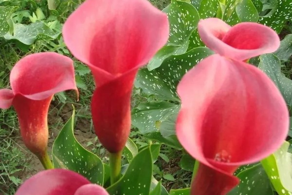 马蹄莲的花语，寓意幸福纯洁、尊敬等