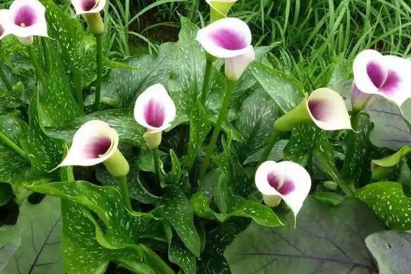 马蹄莲的花语，寓意幸福纯洁、尊敬等