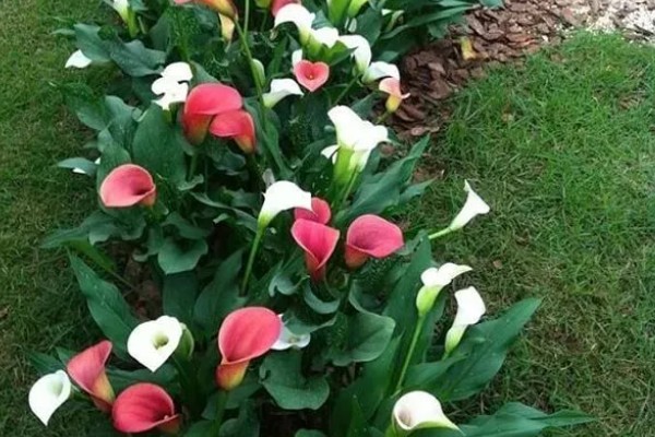 马蹄莲的花语，寓意幸福纯洁、尊敬等