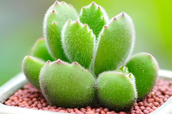 熊童子如何养护,要遵循薄肥勤施的施肥原则