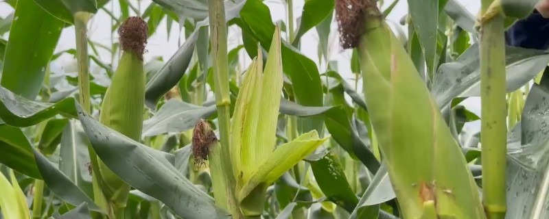 玉米花粒期的管理方法，土壤水分保持在田间持水量的70-80%