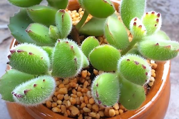 熊童子如何养护,要遵循薄肥勤施的施肥原则