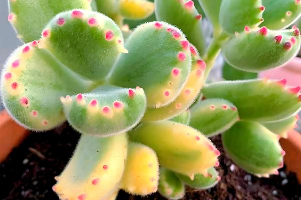 熊童子如何养护,要遵循薄肥勤施的施肥原则