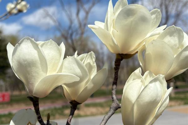 玉兰花的花语，寓意报恩、忠贞不渝等
