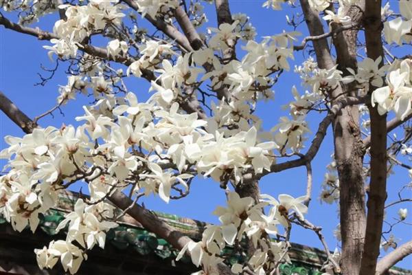 玉兰花的花语，寓意报恩、忠贞不渝等