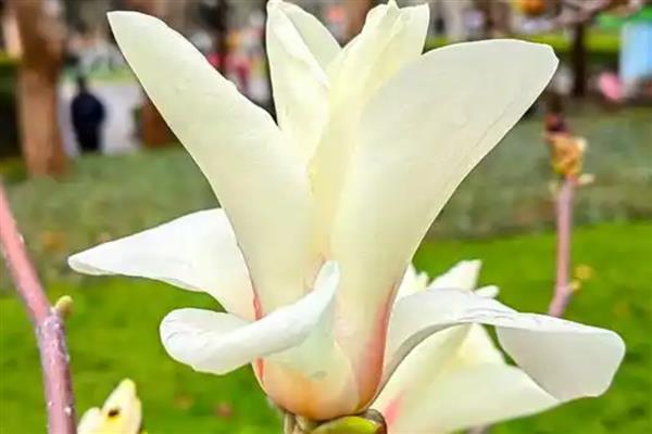 玉兰花的花语，寓意报恩、忠贞不渝等