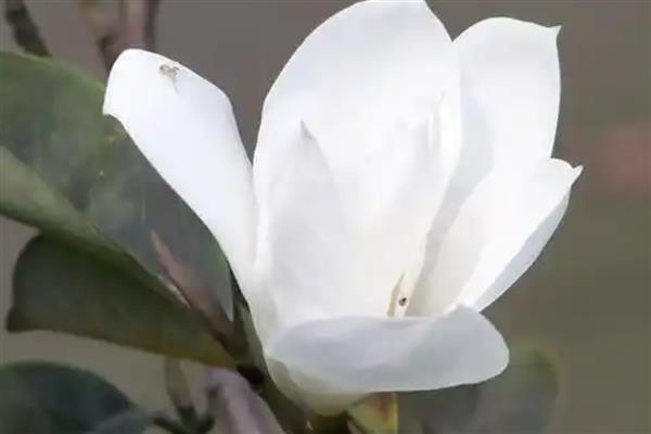 玉兰花的花语，寓意报恩、忠贞不渝等