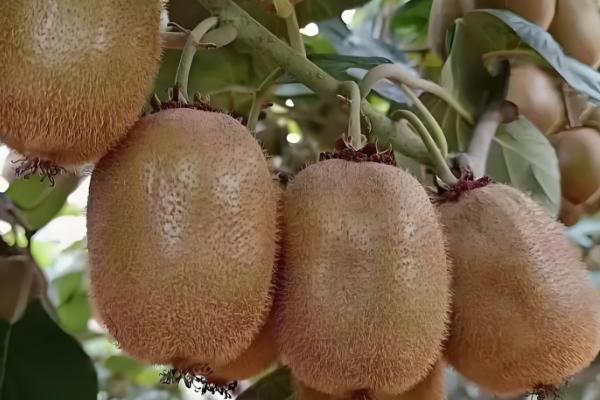 猕猴桃为什么要摘心，不摘心会影响果实的膨大