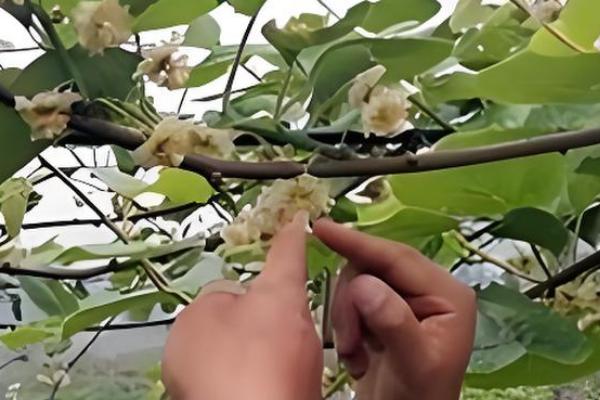 猕猴桃为什么要摘心，不摘心会影响果实的膨大