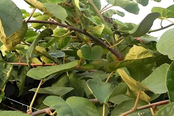 猕猴桃为什么要摘心，不摘心会影响果实的膨大