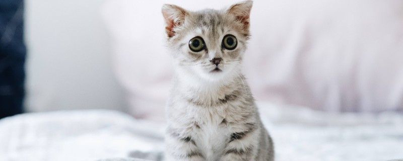 猫咪肥厚性心肌病有何症状，表现为食欲不振、体重减轻等