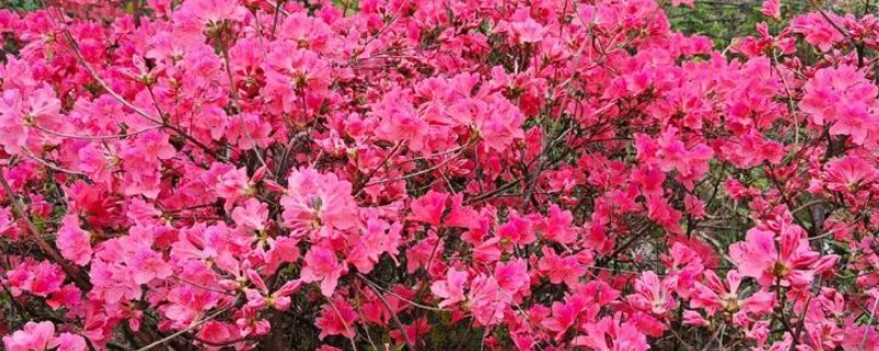 栽映山红如何快速生根，幼株适合在春季进行栽植