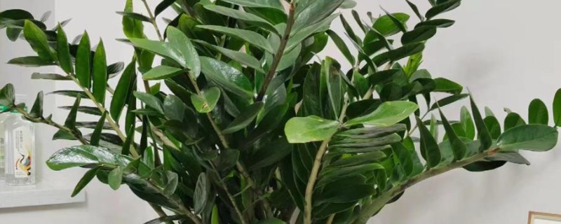 怎么养金钱树，选择酸性土壤种植为佳