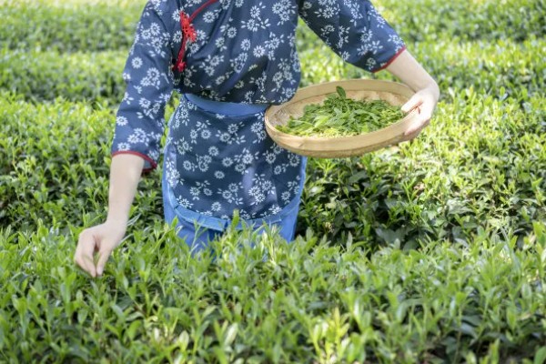 茶叶树种几年能采摘，大约3年就可以