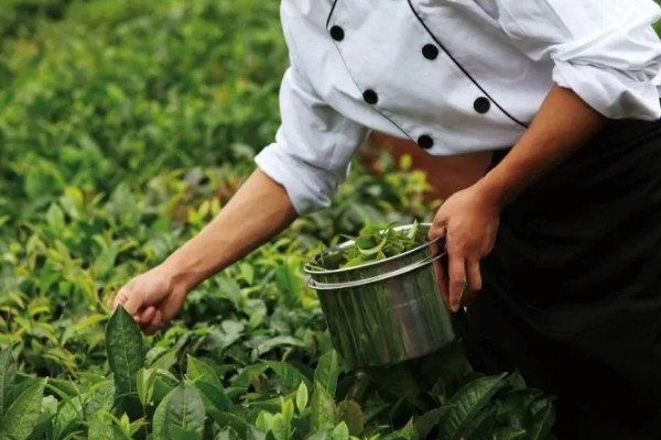 茶叶树种几年能采摘，大约3年就可以