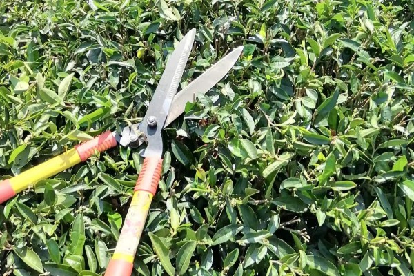 茶叶树种几年能采摘，大约3年就可以