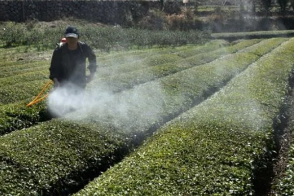 茶叶树种几年能采摘，大约3年就可以
