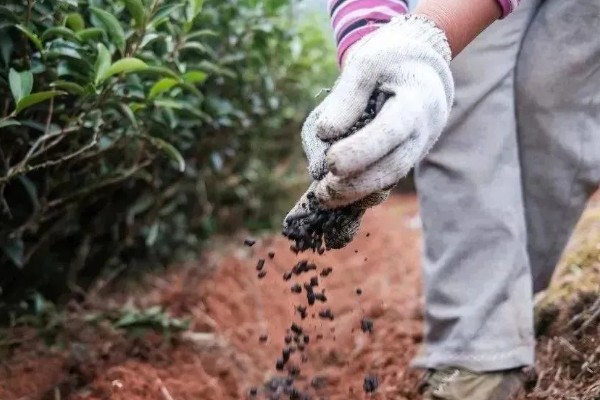 茶叶树种几年能采摘，大约3年就可以