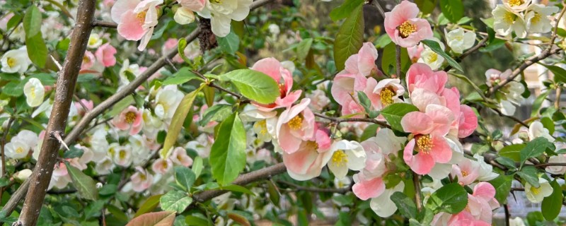 木瓜海棠花如何养殖，生长过程中需要充足光照