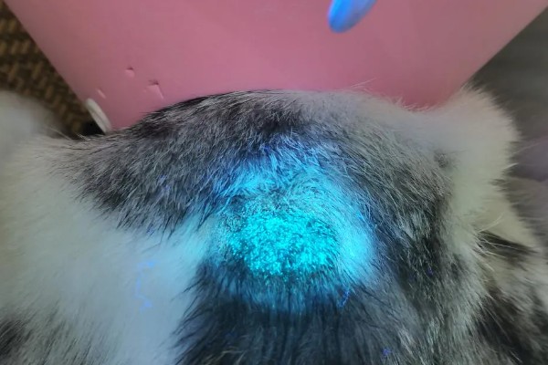 猫藓怎样才能治好，后期使用含伊曲康唑等成分的口服药物