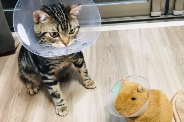 猫藓怎样才能治好，后期使用含伊曲康唑等成分的口服药物