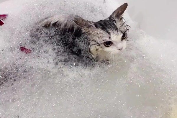 猫藓怎样才能治好，后期使用含伊曲康唑等成分的口服药物