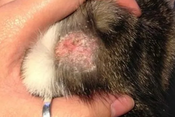 猫藓怎样才能治好，后期使用含伊曲康唑等成分的口服药物