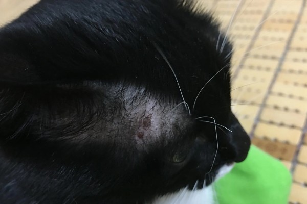 猫藓怎样才能治好，后期使用含伊曲康唑等成分的口服药物