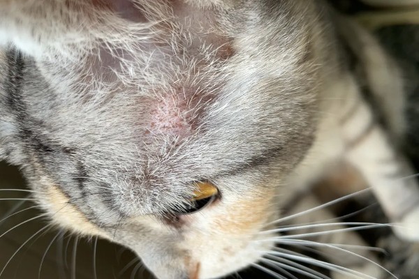 猫藓怎样才能治好，后期使用含伊曲康唑等成分的口服药物