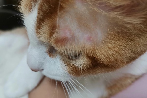 猫藓怎样才能治好，后期使用含伊曲康唑等成分的口服药物