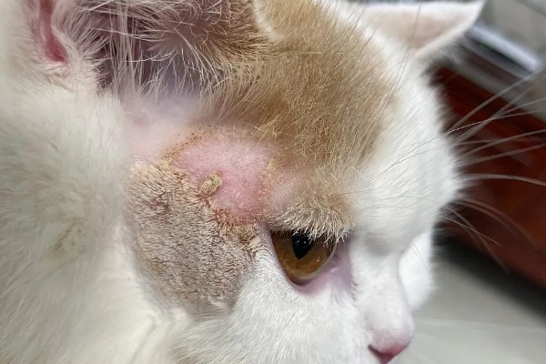 猫藓怎样才能治好，后期使用含伊曲康唑等成分的口服药物