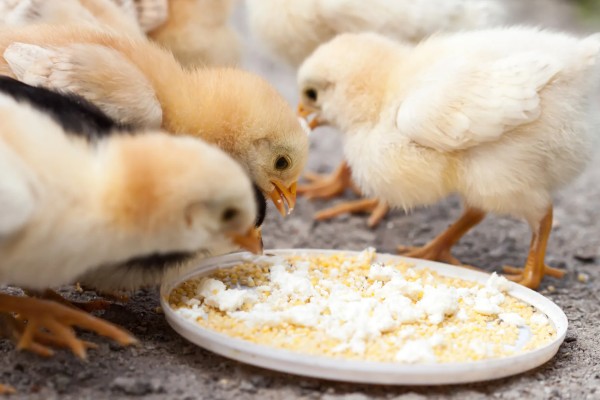 怎么才能让小鸡安静下来,需给它提供安静的环境