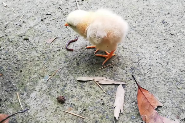 怎么才能让小鸡安静下来,需给它提供安静的环境