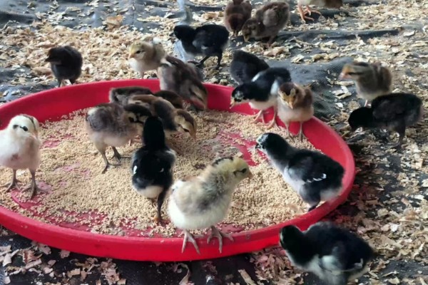 怎么才能让小鸡安静下来,需给它提供安静的环境