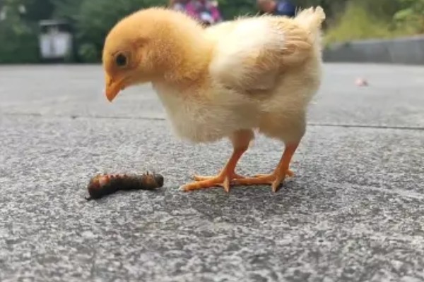 怎么才能让小鸡安静下来,需给它提供安静的环境