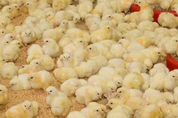 怎么才能让小鸡安静下来,需给它提供安静的环境