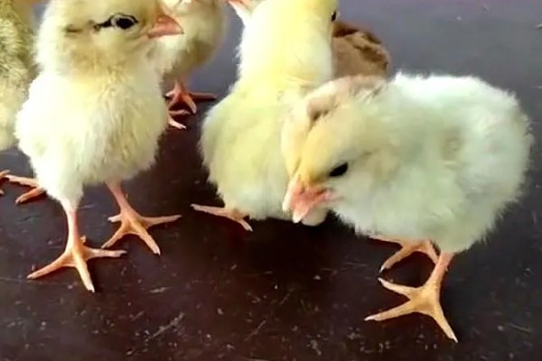 怎么才能让小鸡安静下来,需给它提供安静的环境