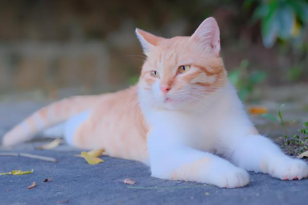 猫流口水还发臭的原因，首先考虑疱疹病毒感染