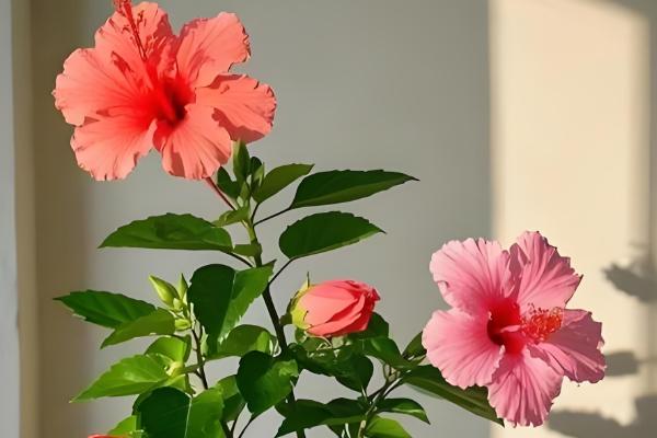 家庭如何养扶桑花,忌角落摆放