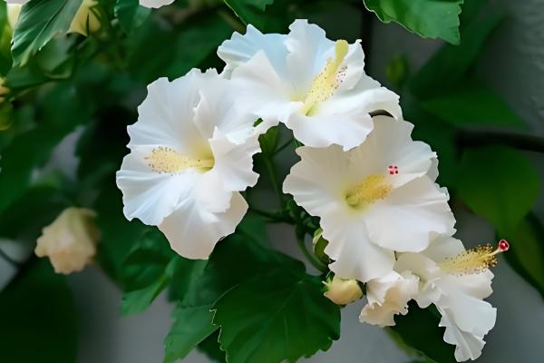 家庭如何养扶桑花,忌角落摆放