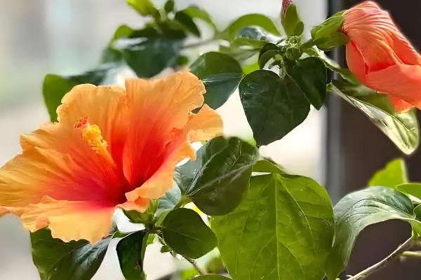 家庭如何养扶桑花,忌角落摆放