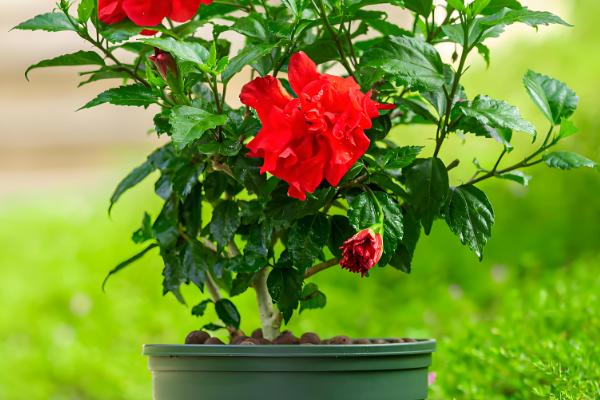 家庭如何养扶桑花,忌角落摆放