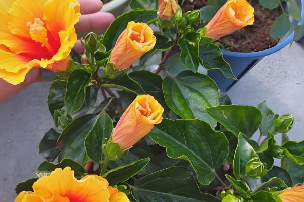 家庭如何养扶桑花,忌角落摆放