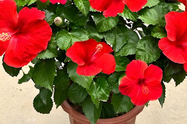 家庭如何养扶桑花,忌角落摆放